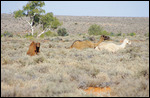 Camels at Broken Hill, New South Wales