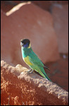 Camping at Kings Creek Station, NT