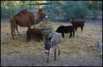 Livestock at Nyngan Campground, New South Wales