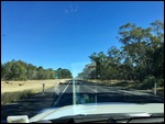 Wallabies hopped across the road.