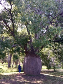Roma's Largest Bottle Tree.