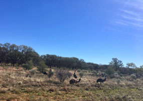 Emus galore on the way to Windorah