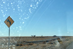 Emus on the horizon heading east from Birdsville.