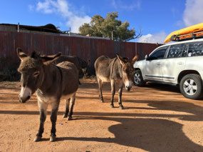 The donkeys greeted us on arrival.