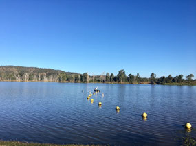 Pelicans enjoying the water at Mingo Crossing