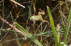 Frogs like it too