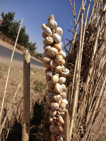 Snails in the Reeds