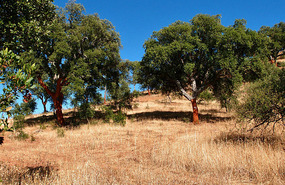 Cork Oak Forest in Portugal