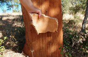 Here is where cork comes from