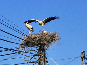 Ready to leave the nest