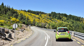 Yellow Blooms Color Coordinated with our Car