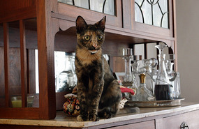 The Visiting Cat
