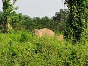 We spotted a half dozen wild elephants
