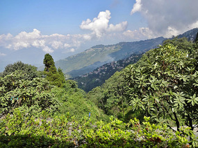Darjeeling View