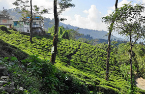 Darjeeling Tea Estate