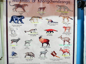 Will we see animals?