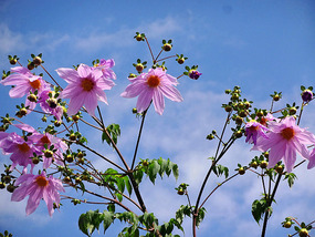 November Flowers