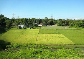 Rice Country