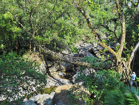 Natural Root Bridge