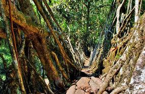Natural Root Bridge