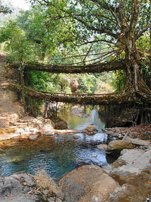Double Decker Natural Root Bridge