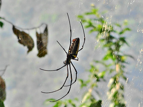 Spider on the trail