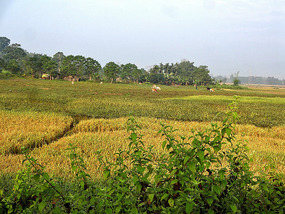 Tezpur Rice