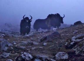Yak in the Mist