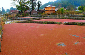 Algae covered ponds
