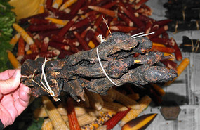 Fish with Legs! (or Forest Rat)