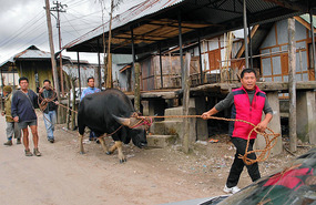 Mitun for a ceremony