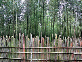 Protected and cultivated bamboo forests
