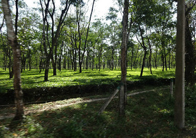 Tea and Trees
