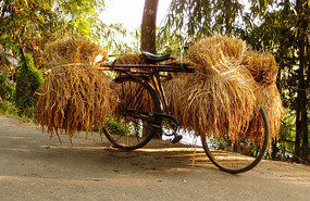 Bicycle Loaded with Rice Plants