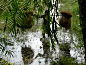 Reflection of the Rice Harvest 