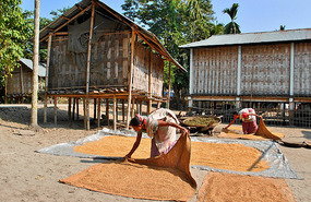 Several of the hundred varieties of rice grown