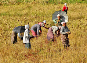 Women in the fields