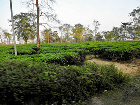 Nagaland Tea