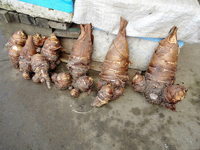 Bamboo Shoots Sold by the Road