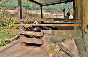 Homestay Pig Pen (our neighbor)