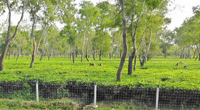 Tea Estate in Assam