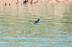And he lived to fly another day