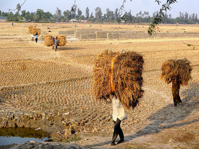 Harvest on Satjelia