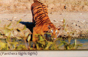 He is what we were looking for - Tigris Tigris