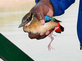 Kingfisher was knocked down by another