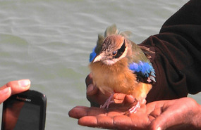 Recuperated Kingfisher