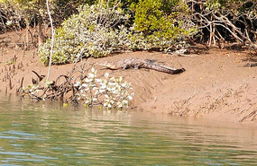 Salt Water Croc