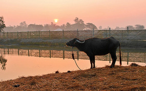 Sunderban Buffalo