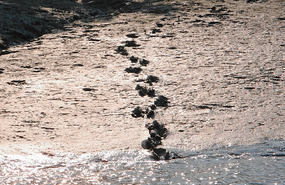 Tracks of the Pantera Tigris Tigris
