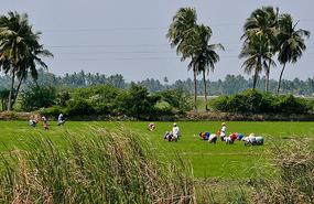 Rice workers